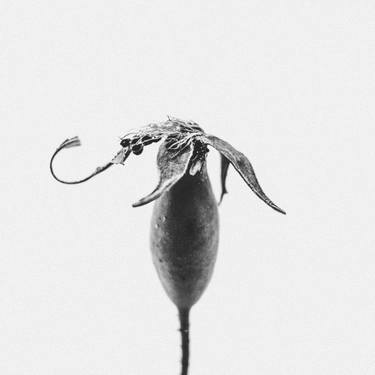 Print of Botanic Photography by Nicholas Ellinas