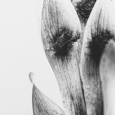 Dried Flora Series X. Black and White Nature Photography thumb