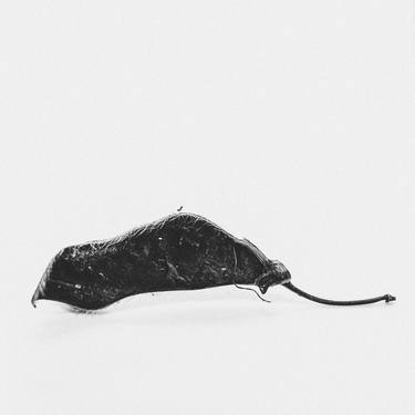 Dried Flora Series XI. Black and White Nature Photography thumb