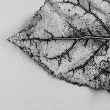 Dried Flora Series XIII. Black and White Nature Photography thumb