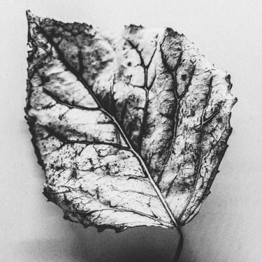 Dried Flora Series XX. Black and White Nature Photography thumb