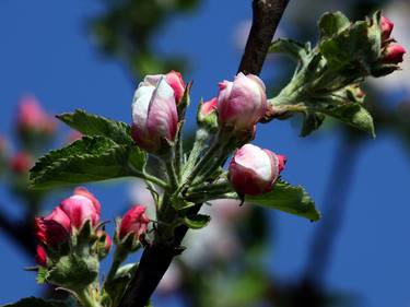 Print of Photorealism Botanic Photography by Robert Varadi