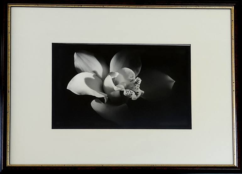 Original Botanic Photography by Massimo Lupidi | Black & White Art on Paper | Florae_Orchid