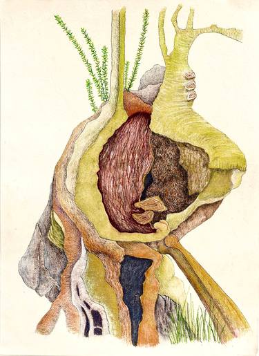 Print of Fine Art Nature Drawings by Mary-Lynne Stadler