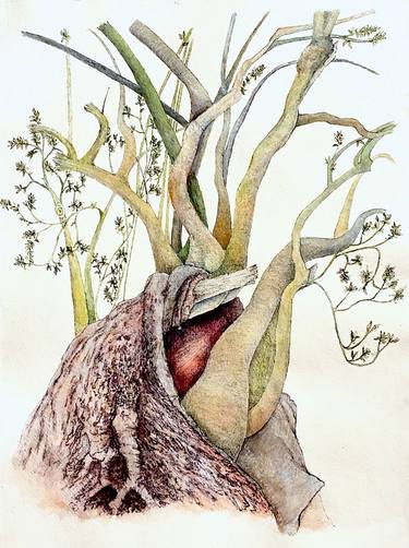 Print of Figurative Nature Drawings by Mary-Lynne Stadler