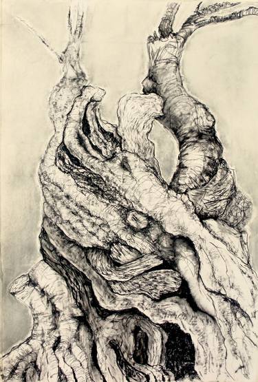 Original Nature Drawing by Mary-Lynne Stadler