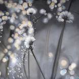 Dandelions in the early morning light by Sarah Beth Goncarova