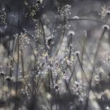 Morning dew on wildflowers in a field by Sarah Beth Goncarova