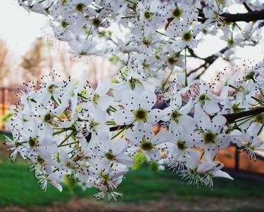 Pear Tree Flowering Branch thumb