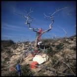 Junk Tree (Puglia 2019) - Limited Edition of 10 by James Dooley