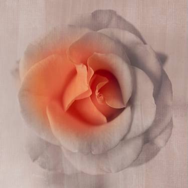 Original Floral Photography by Bruce Boyd