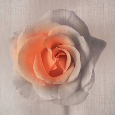 Peach Rose 4 thumb