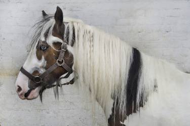 Coloured eye piebald horse thumb