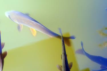 Japanese Koi in abstract thumb