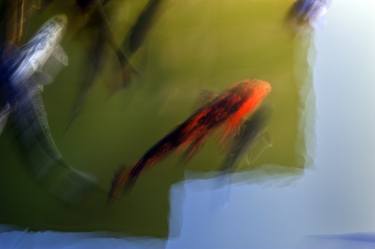 Japanese Koi in abstract thumb