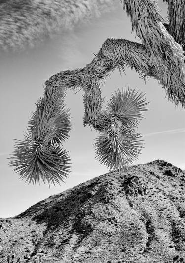 Cactus in Joshua Tree, California - Monotype SOLD thumb