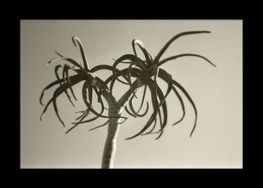 Original Abstract Botanic Photography by Jean-Marc ''MM'' De Coninck