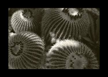 Print of Abstract Botanic Photography by Jean-Marc ''MM'' De Coninck