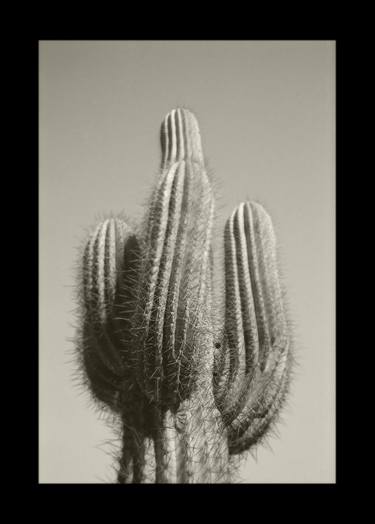 Print of Botanic Photography by Jean-Marc ''MM'' De Coninck