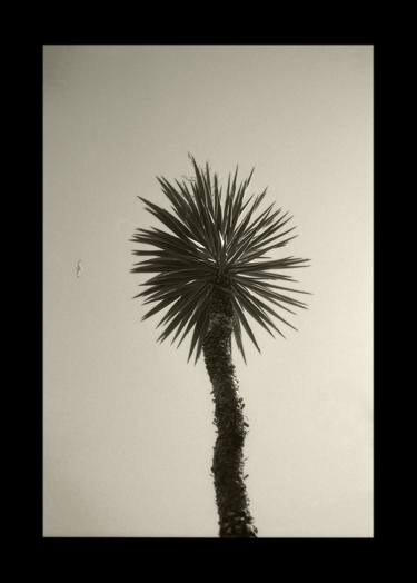 Yucca Aloifolia thumb