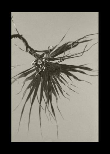 Print of Abstract Botanic Photography by Jean-Marc ''MM'' De Coninck
