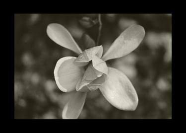 Original Documentary Botanic Photography by Jean-Marc ''MM'' De Coninck