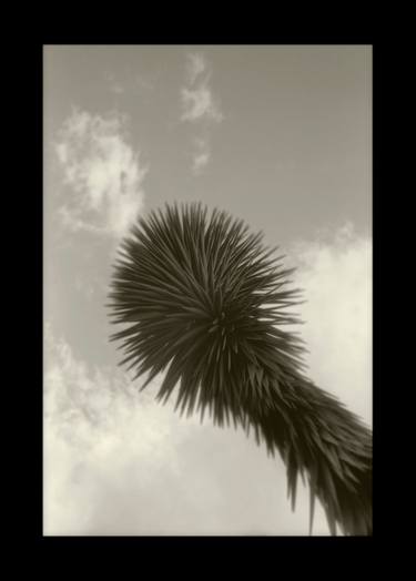 Print of Conceptual Botanic Photography by Jean-Marc ''MM'' De Coninck