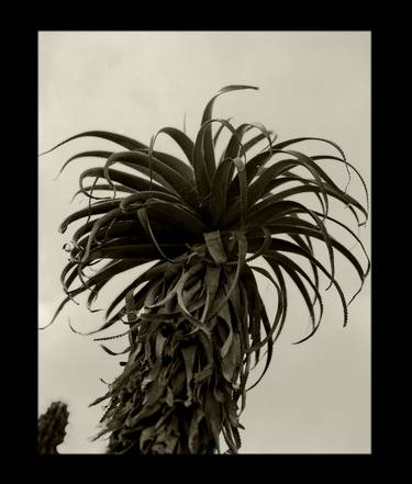 Yucca Aloifolia thumb