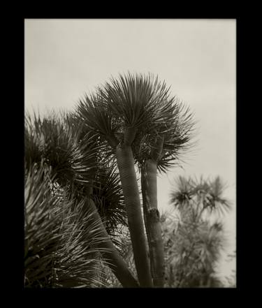 Original Botanic Photography by Jean-Marc ''MM'' De Coninck