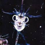 Collection Zooplankton Series