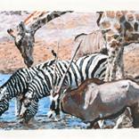 Collection Mammals