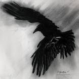 Collection Crows and Raven