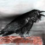 Collection Crows and Raven