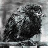 Collection Crows and Raven