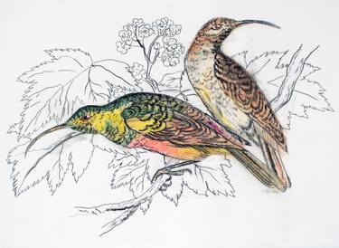 Print of Animal Drawings by Kathleen Benton