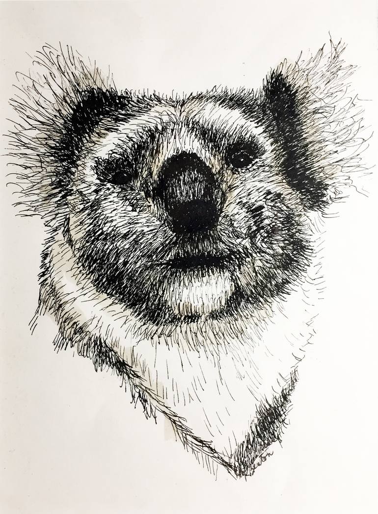 Koala Pencil Drawing Fine Art Prints and Sketches