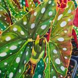 Collection Plants