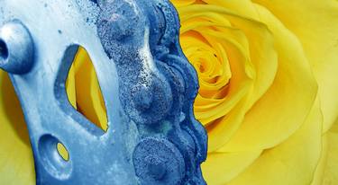yellow rose, blue gears thumb