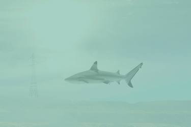 Original Surrealism Animal Photography by Gj Albers