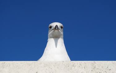 Original Documentary Nature Photography by Stuart Davies