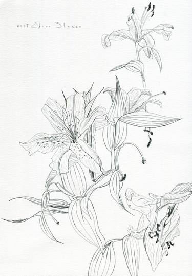 Original Illustration Floral Drawings by Elena Blanco