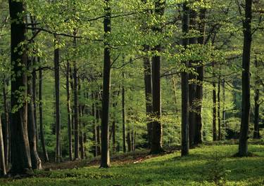 Print of Nature Photography by František Synek