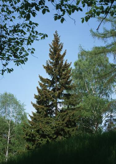 Summer Still Life with tree thumb