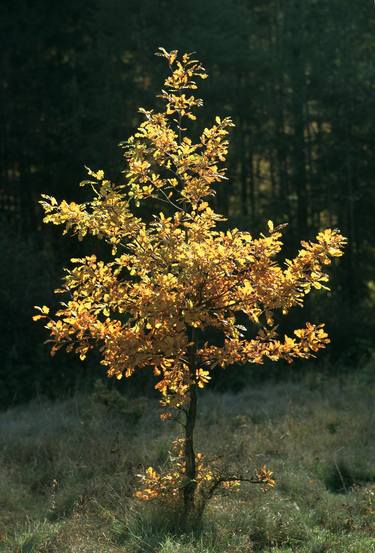 Original Nature Photography by František Synek