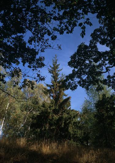 Spruce guardian autumn thumb