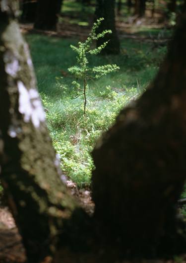 Original Nature Photography by František Synek