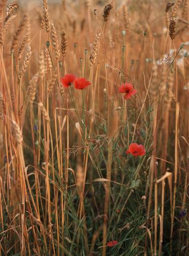 Red poppy and crop thumb