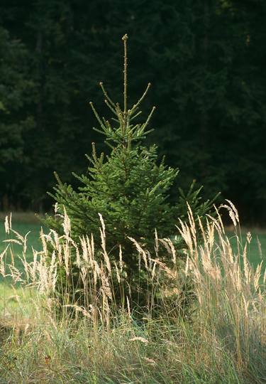 Print of Nature Photography by František Synek