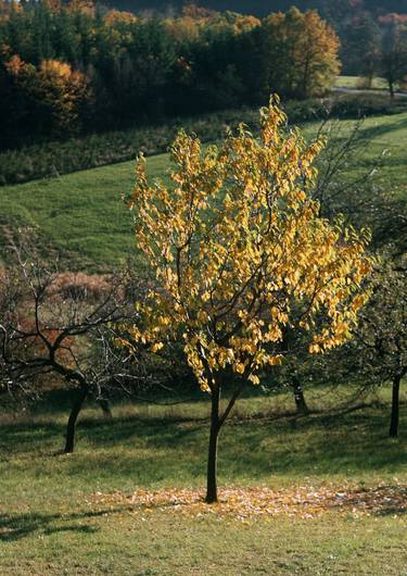 Print of Nature Photography by František Synek