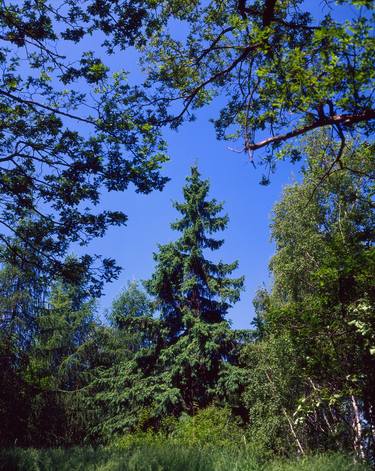 Spring spruce thumb